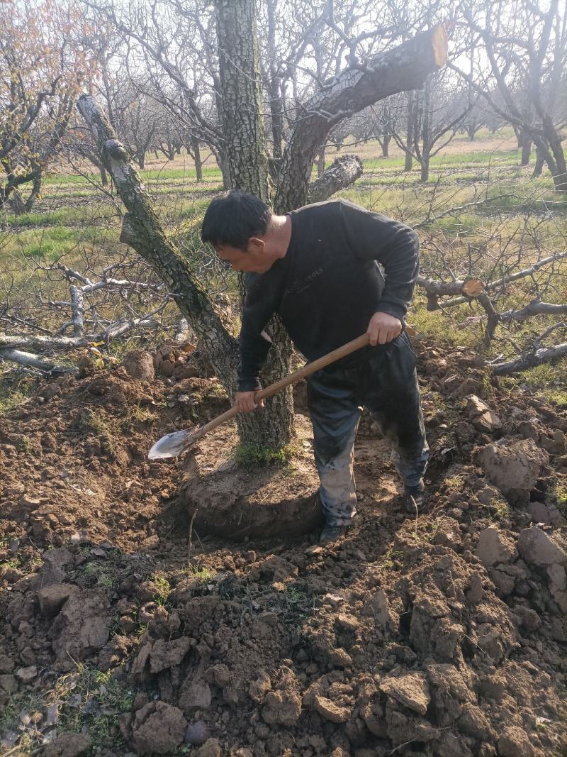 梨树，5-8公分品种树观赏树占地树规格齐全，保栽保活