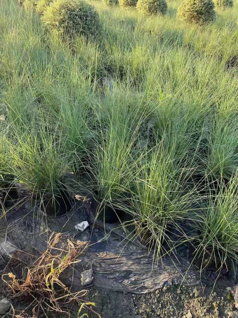 粉黛乱子草，四川粉黛乱子草基地出售，成都粉黛乱子草批发价