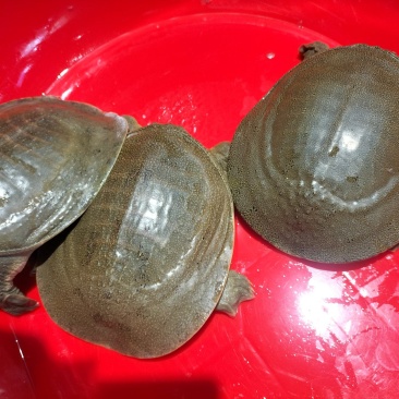甲鱼