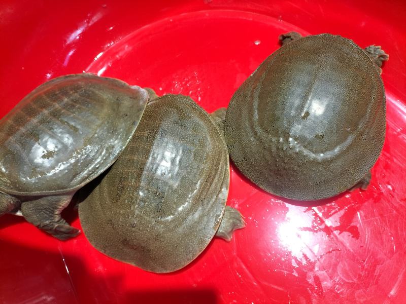 甲鱼