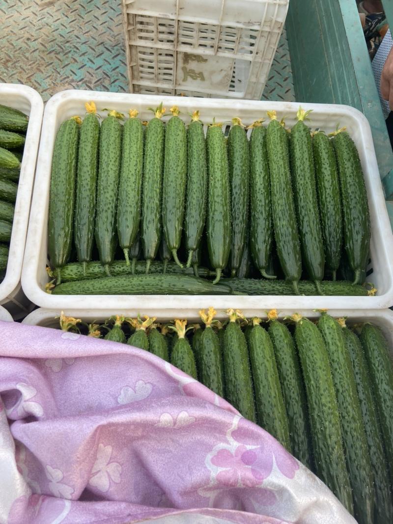 山东莘县蔬菜黄瓜，产地一手货源。欢迎全国客商前来考察。