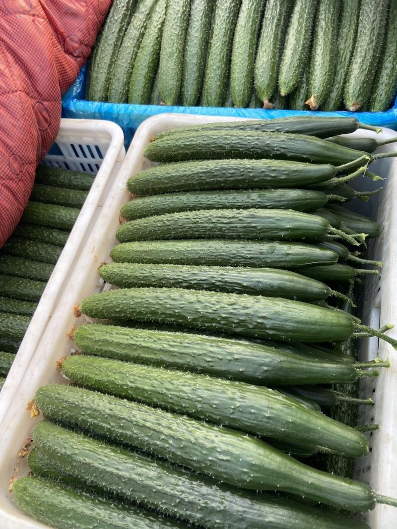 山东莘县蔬菜黄瓜，产地一手货源。欢迎全国客商前来考察。