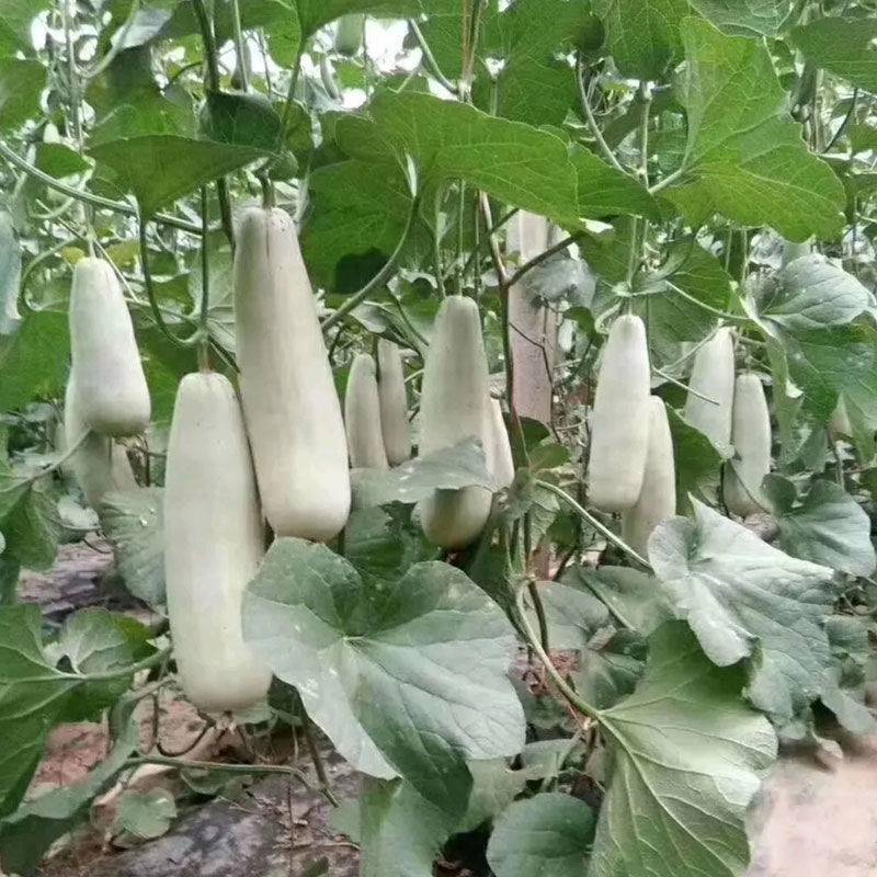 博洋61甜瓜种子正宗天津德瑞特羊角蜜酥脆香甜瓜种子