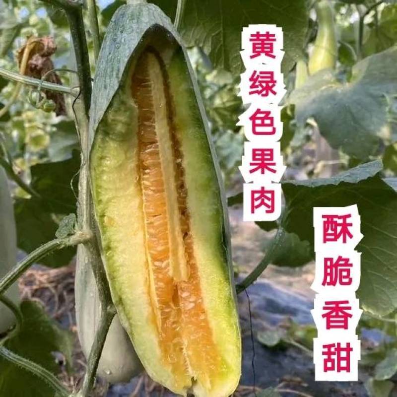 博洋61甜瓜种子正宗天津德瑞特羊角蜜酥脆香甜瓜种子