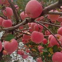 烟台栖霞苹果，需要的朋友联系
