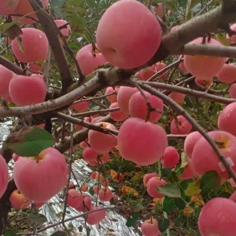 烟台栖霞苹果，需要的朋友联系