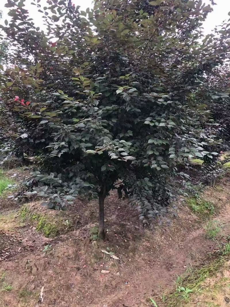 美人梅，四川美人梅基地出售，成都梅花树批发价格