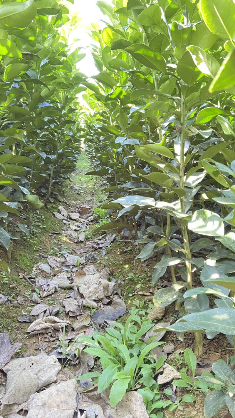上饶市大南镇特产原种马家柚树苗红心柚子苗蜜柚苗基地直供