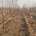 樱花树苗1一20公分以上苗二年苗三年苗无纺布球量大从优