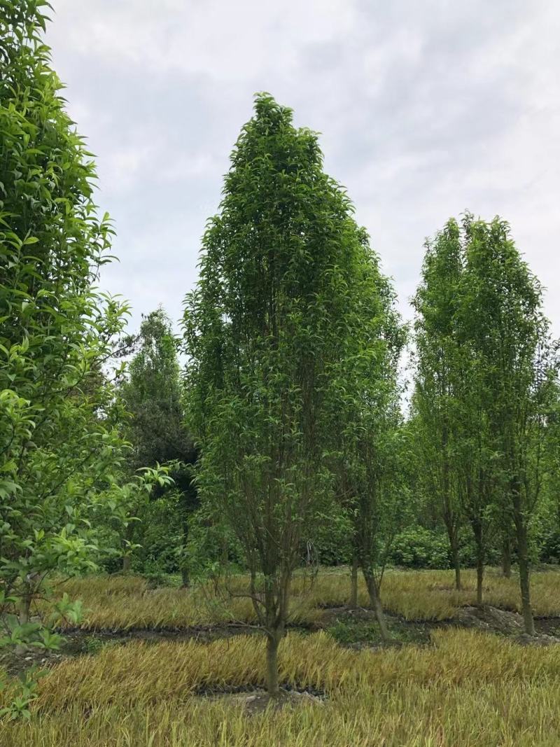 龙柱碧桃，日本丽桃，四川碧桃基地出售，成都桃树批发价格