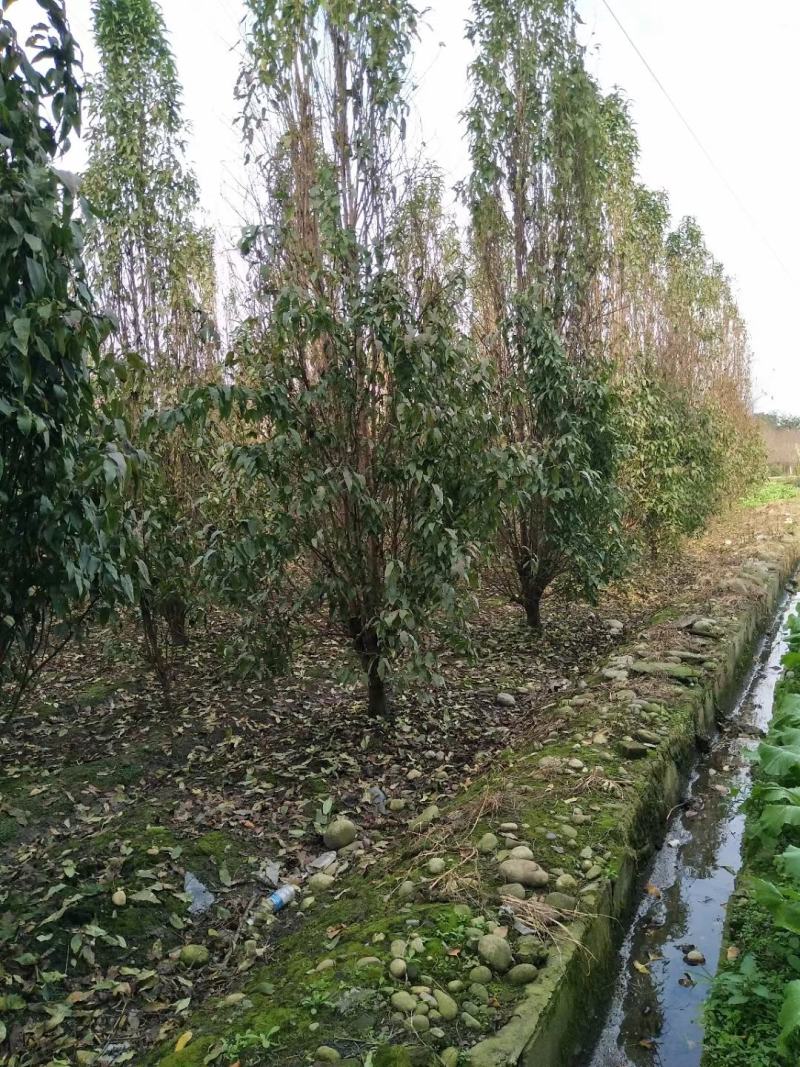 招手桃，四川招手桃基地出售，成都照手桃批发价格