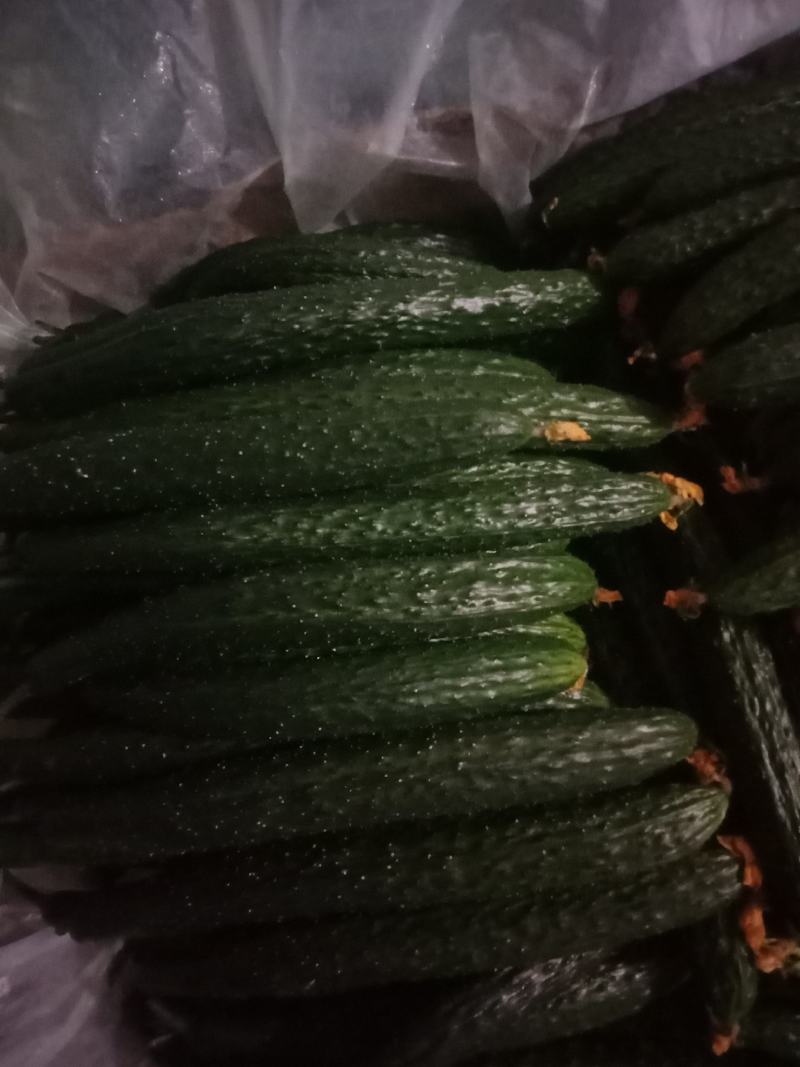 牛大量销售大荔县优质密刺黄瓜，质量保证，品质忧良。