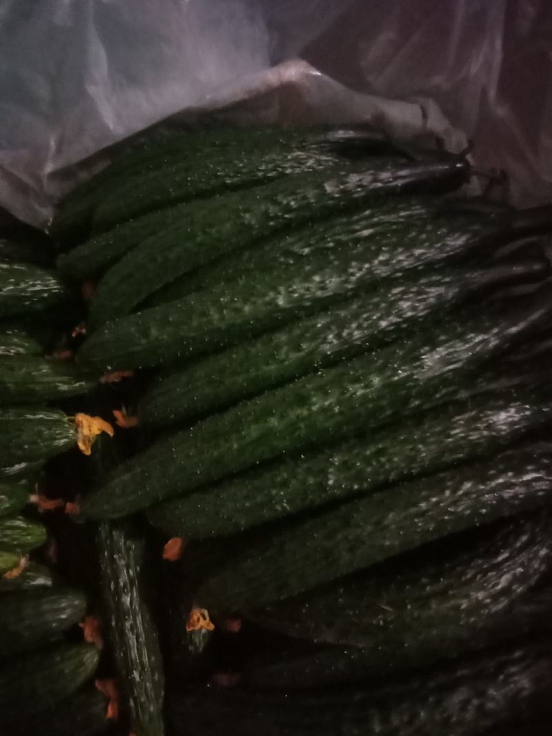 牛大量销售大荔县优质密刺黄瓜，质量保证，品质忧良。