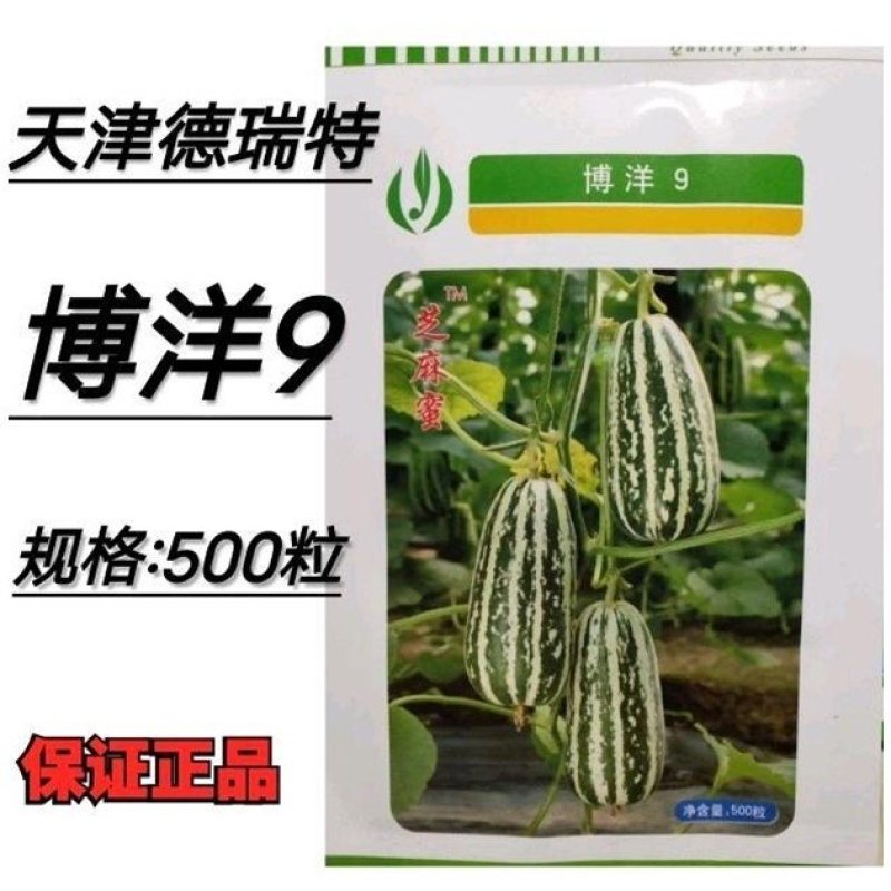 【正宗】博洋9号甜瓜种子正宗天津德瑞特羊角蜜甜瓜种子