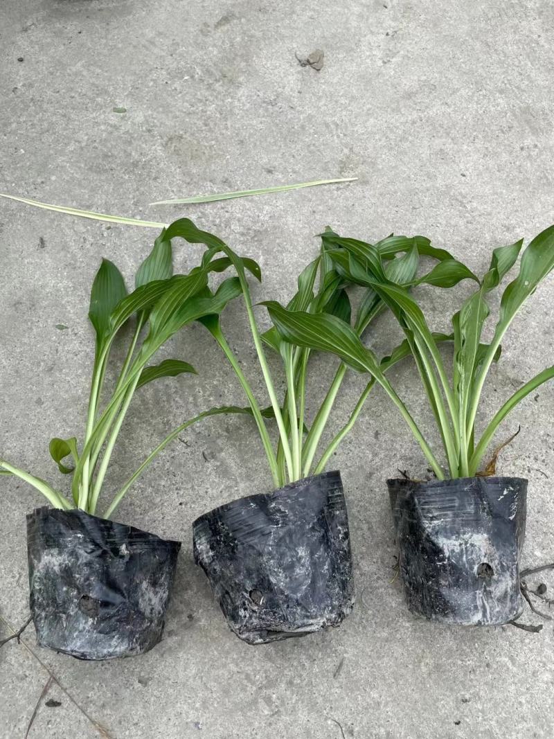 玉簪花，花叶玉簪，四川玉簪花基地出售，成都玉簪花批发价格