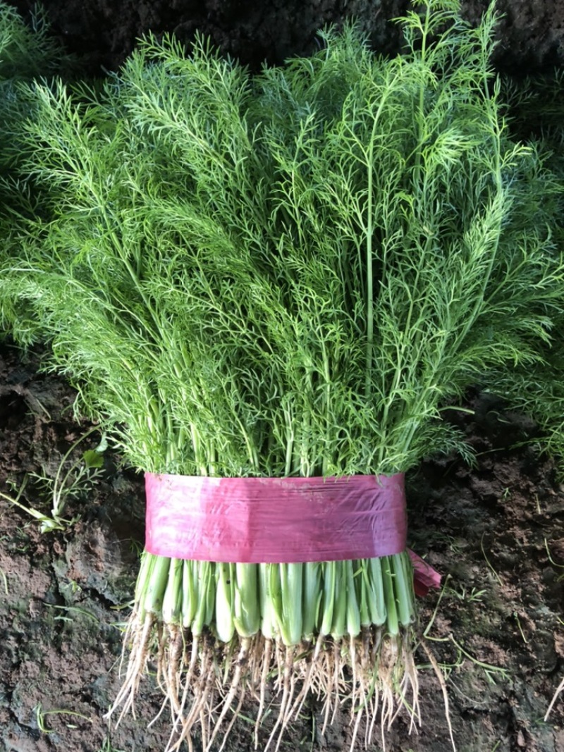 邯郸永年优质茴香苗产地直供精品茴香