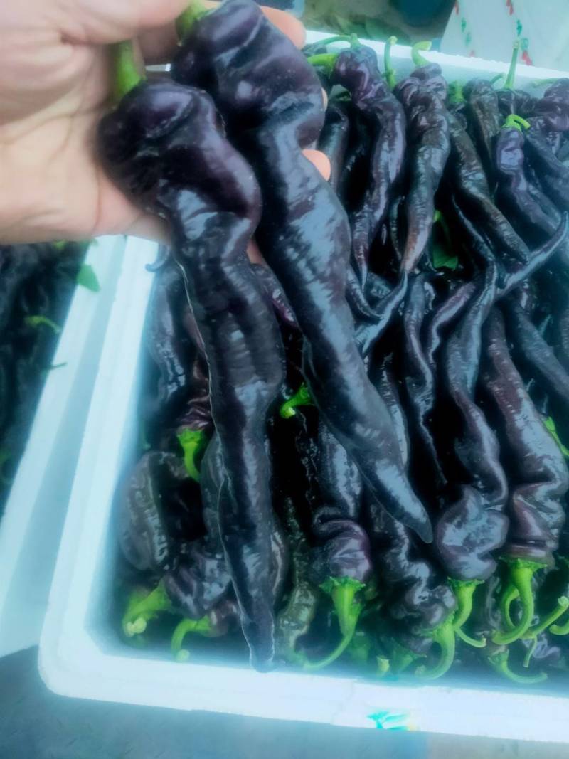 紫色麻辣椒，紫麻椒，辣椒