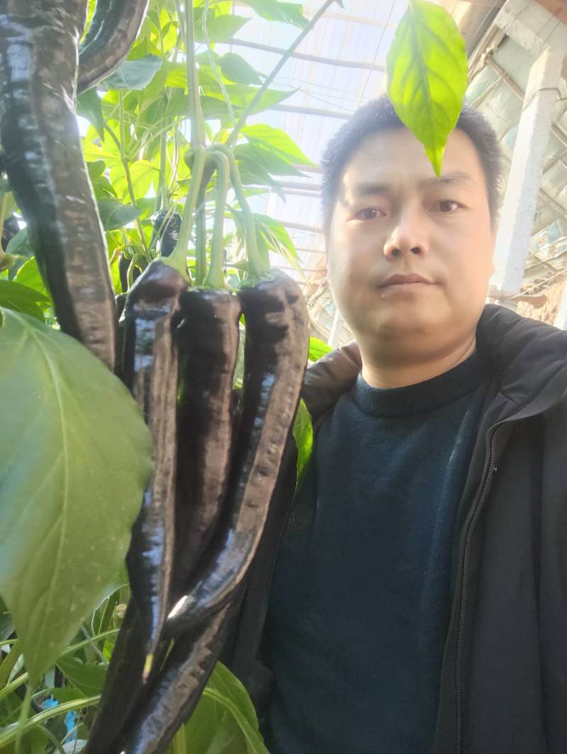 紫色麻辣椒，紫麻椒，辣椒