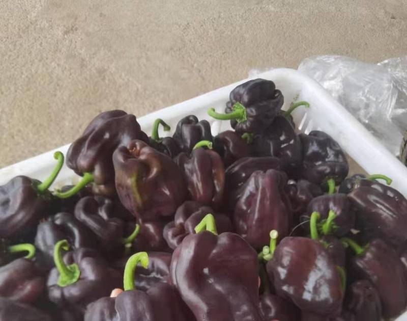 紫色麻辣椒，紫麻椒，辣椒