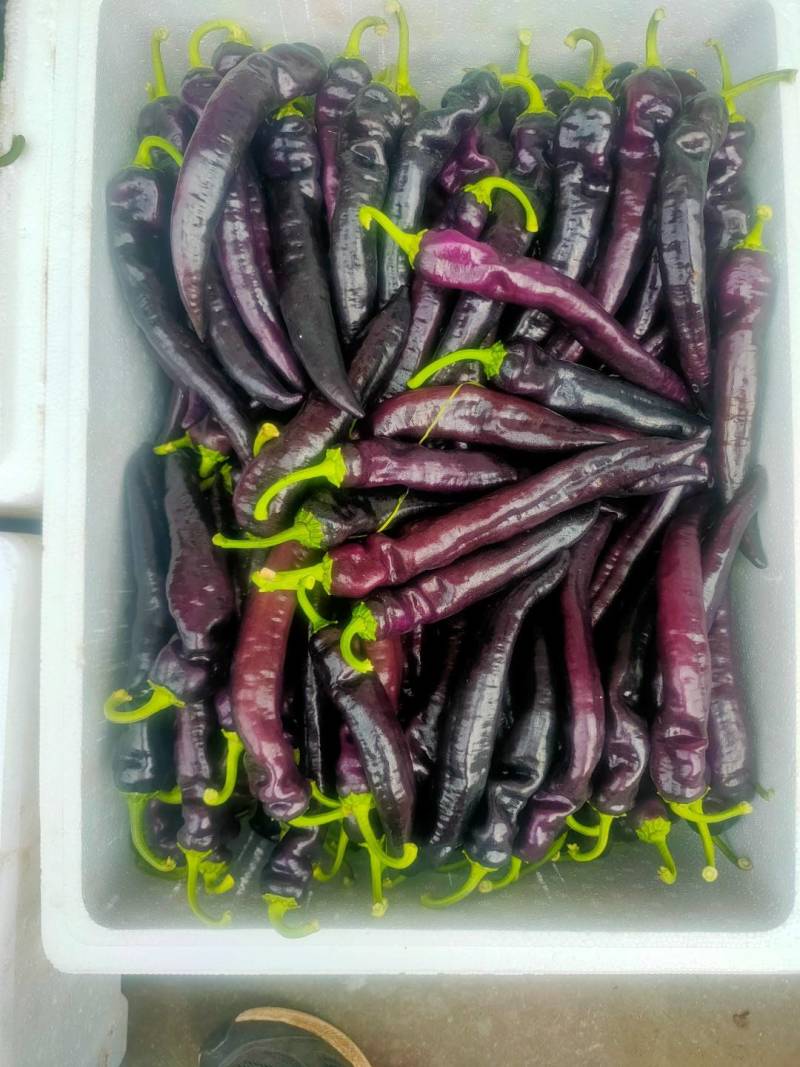 紫色麻辣椒，紫麻椒，辣椒
