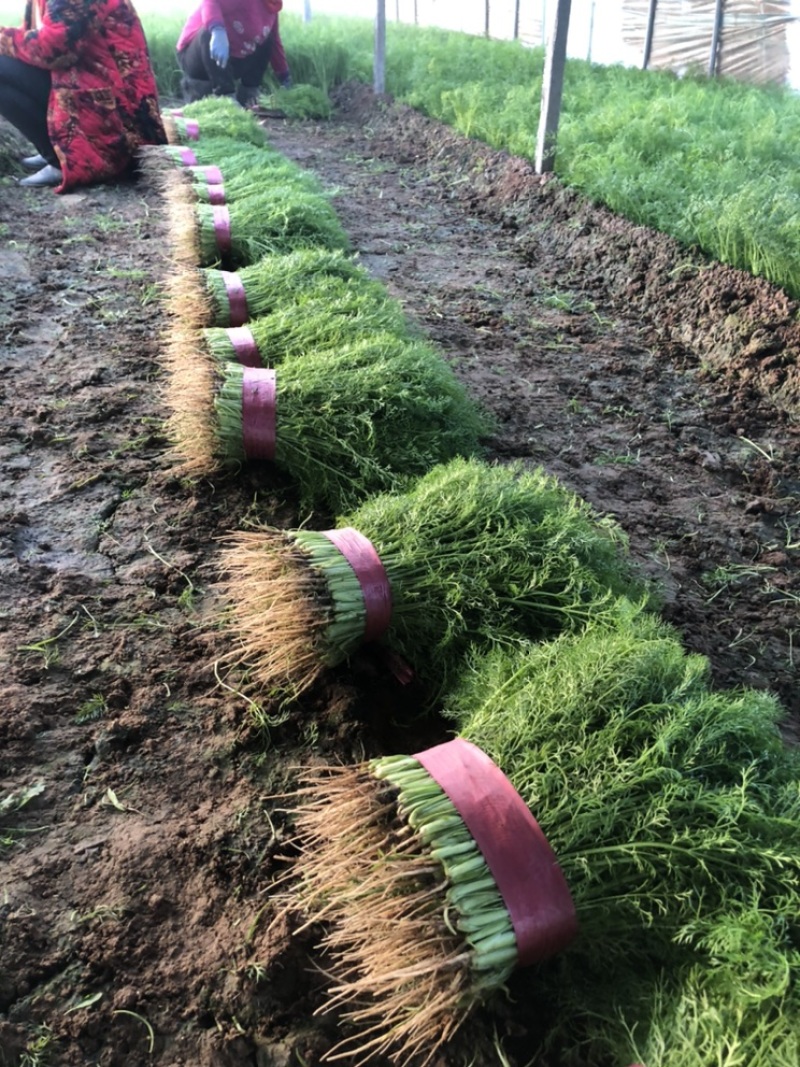 邯郸永年优质茴香苗产地直供精品茴香