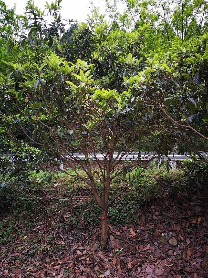 枇杷树，四川批把树基地出售，成都批把树批发价格