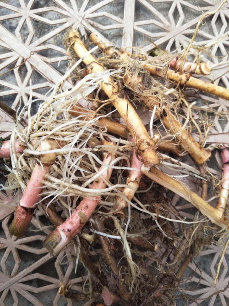 野生陆英根走马箭八棱麻根接骨草根走马风八里麻排风藤根部