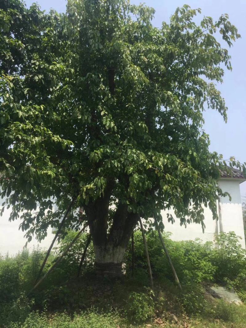黄葛树，大叶榕，四川黄角树基地出售，成都黄葛树批发价格