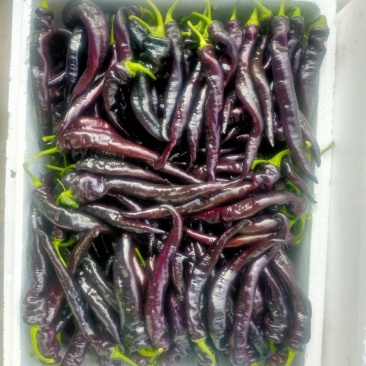 紫色麻辣椒，紫麻椒，辣椒