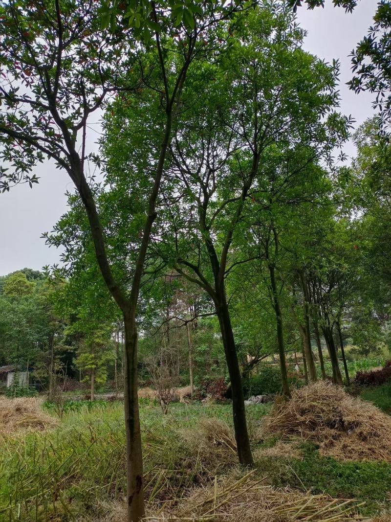 杜英树，山杜英，四川杜英基地出售，成都杜英批发价格