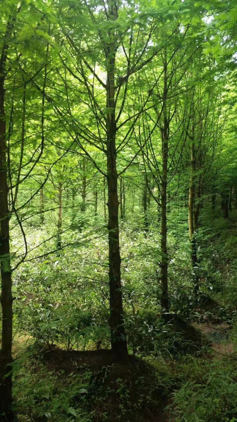 水杉，杉树，四川水杉基地出售，成都水杉批发价格