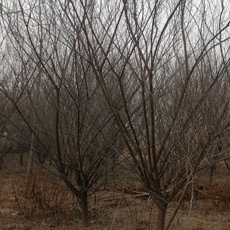 红梅（骨里红）基地现挖，成活率很高。一手货源，可视频看货