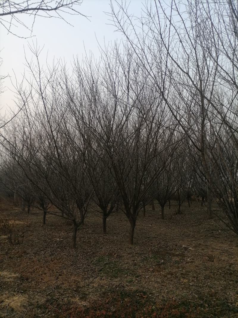红梅（骨里红）基地现挖，成活率很高。一手货源，可视频看货