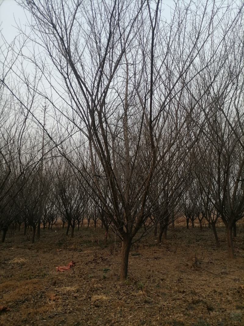 红梅（骨里红）基地现挖，成活率很高。一手货源，可视频看货
