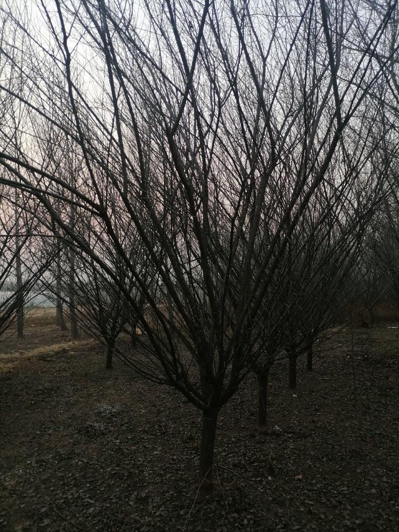 红梅（骨里红）基地现挖，成活率很高。一手货源，可视频看货