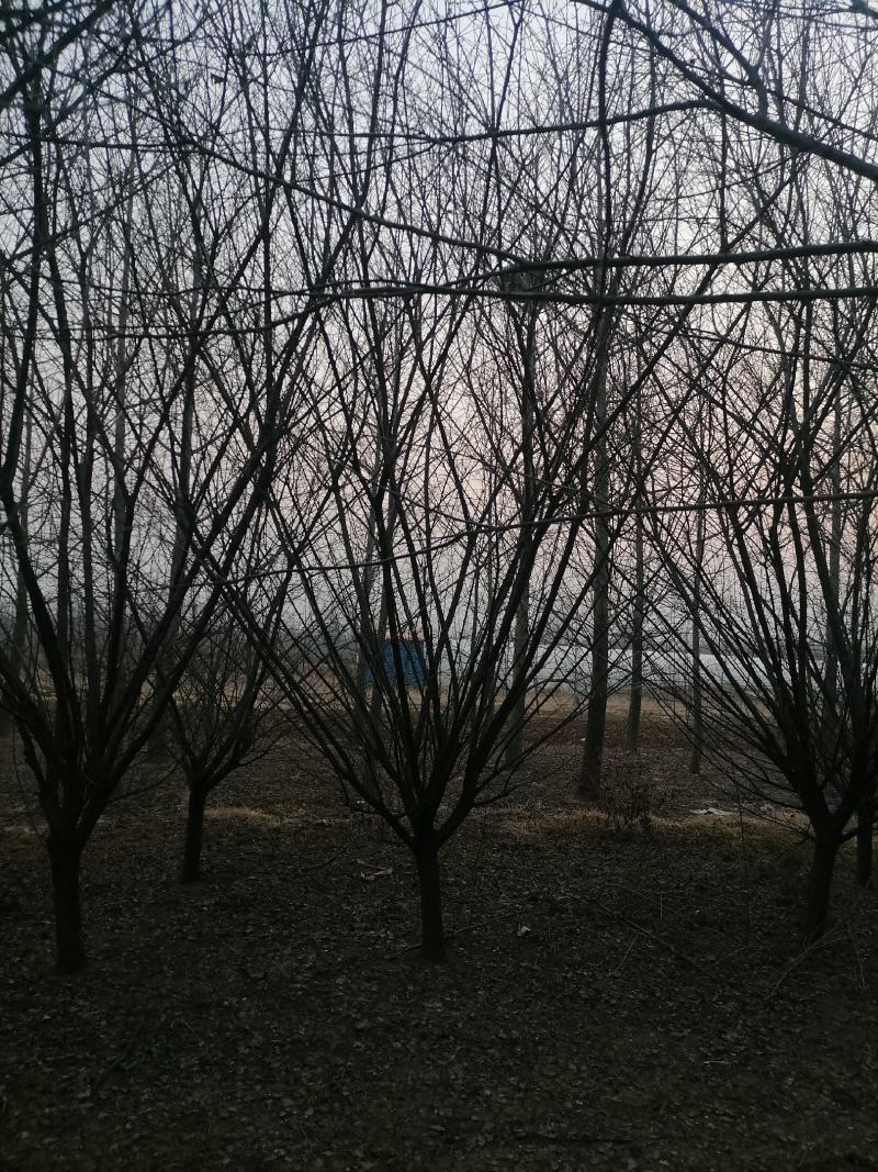 红梅（骨里红）基地现挖，成活率很高。一手货源，可视频看货