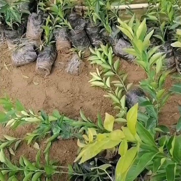 简阳柑桔苗-甘平柑橘苗，苗子粗壮颜色青秀无虫害！