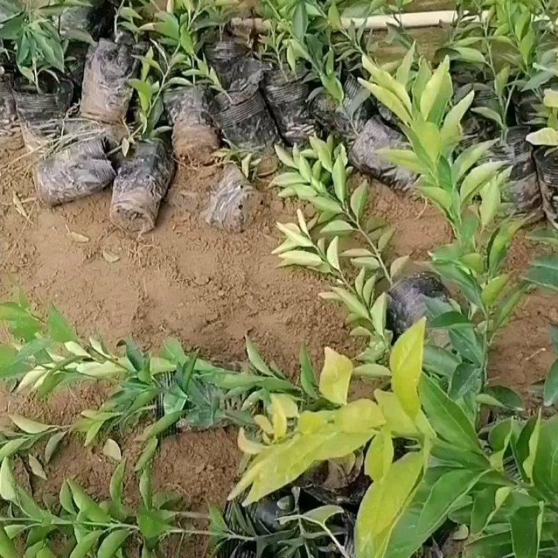 简阳柑桔苗-甘平柑橘苗，苗子粗壮颜色青秀无虫害！