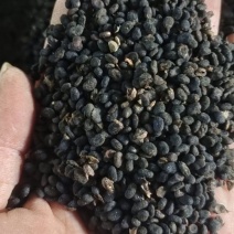 补骨脂～故芷～1公斤起售～量大从优～货源充足～质量保证