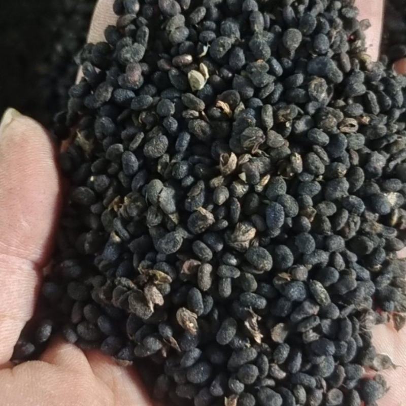 补骨脂～故芷～1公斤起售～量大从优～货源充足～质量保证