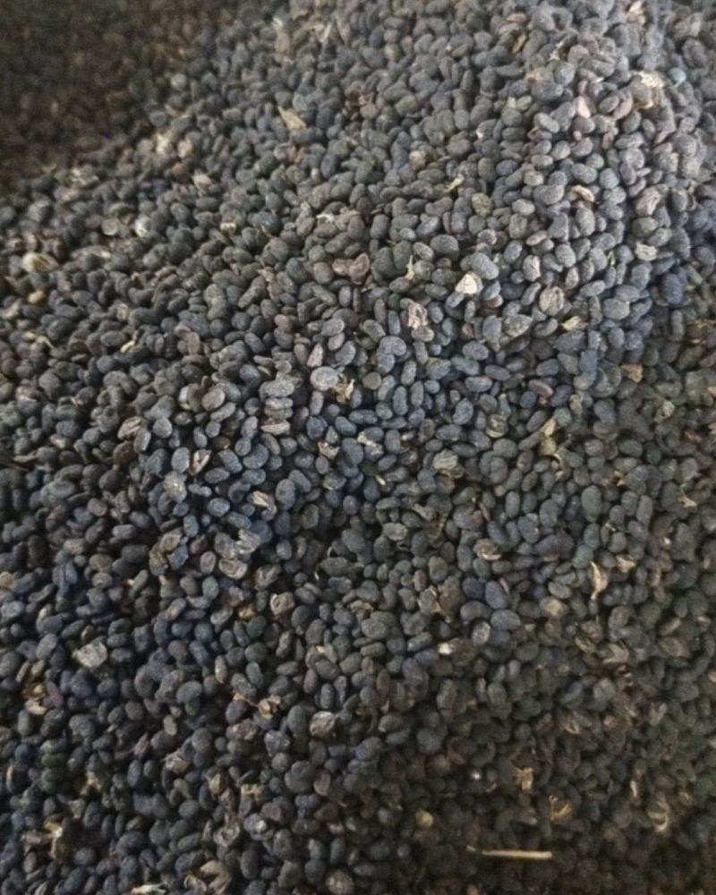 补骨脂～故芷～1公斤起售～量大从优～货源充足～质量保证