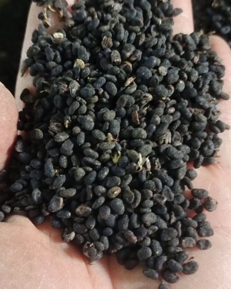 补骨脂～故芷～1公斤起售～量大从优～货源充足～质量保证