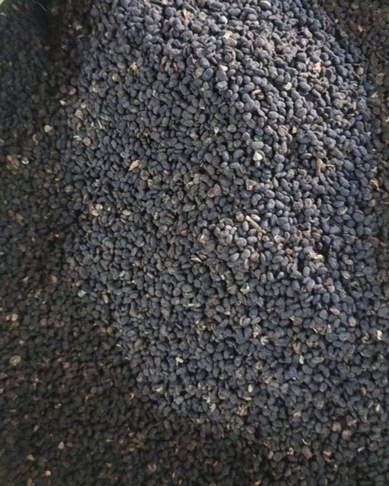 补骨脂～故芷～1公斤起售～量大从优～货源充足～质量保证