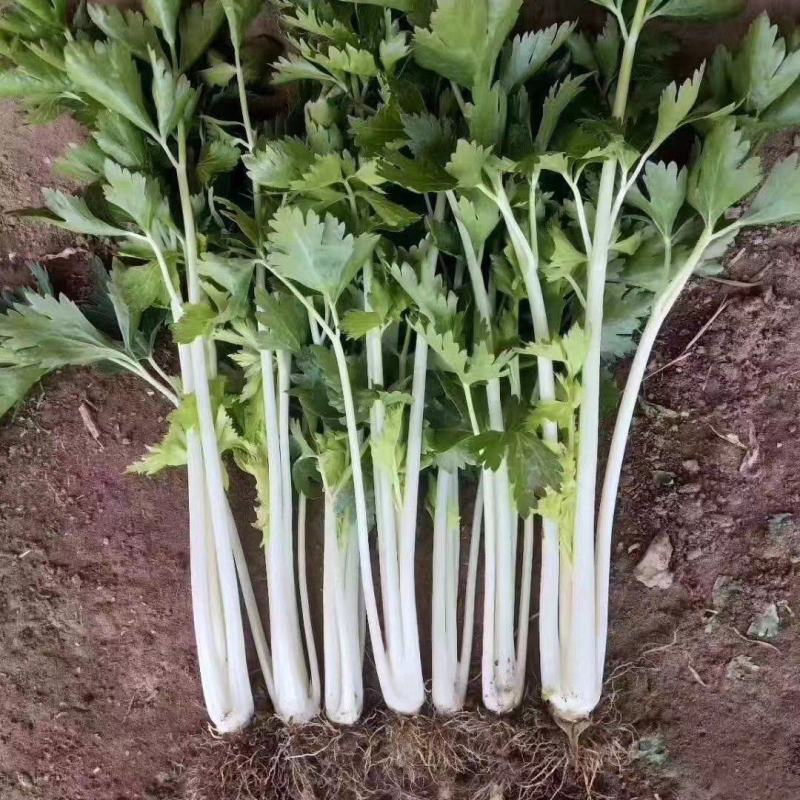 白芹菜种子铁杆实心芹种绿叶白杆玻璃脆耐寒特菜小香芹大田用