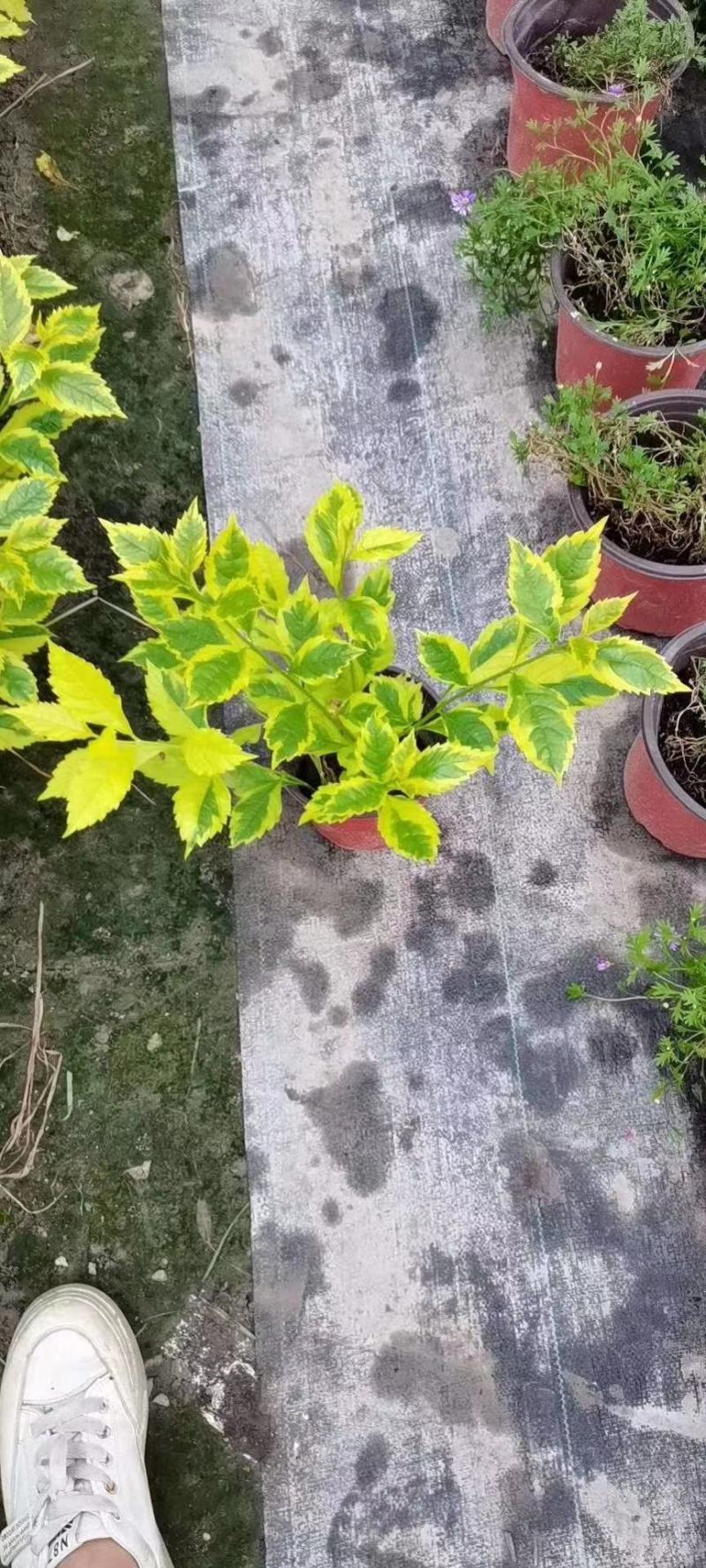 花叶连翘，四川花叶连翘基地出售，成都花叶连翘批发价格
