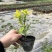花叶连翘，四川花叶连翘基地出售，成都花叶连翘批发价格