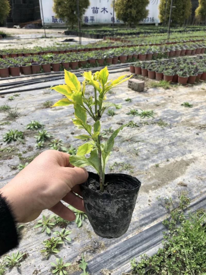 花叶连翘，四川花叶连翘基地出售，成都花叶连翘批发价格