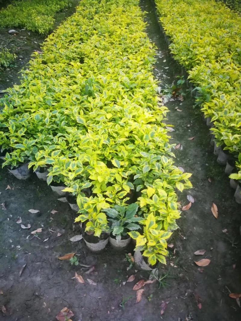 花叶连翘，四川花叶连翘基地出售，成都花叶连翘批发价格
