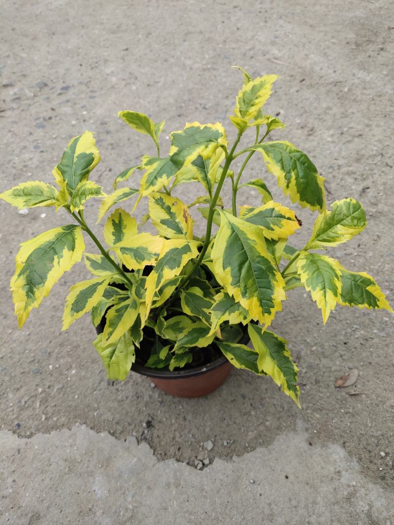 花叶连翘，四川花叶连翘基地出售，成都花叶连翘批发价格