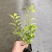 花叶连翘，四川花叶连翘基地出售，成都花叶连翘批发价格